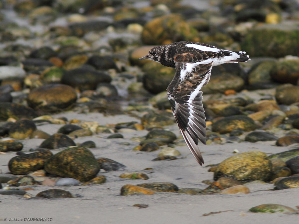 Ruddy Turnstone, Flight