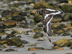 Ruddy Turnstone