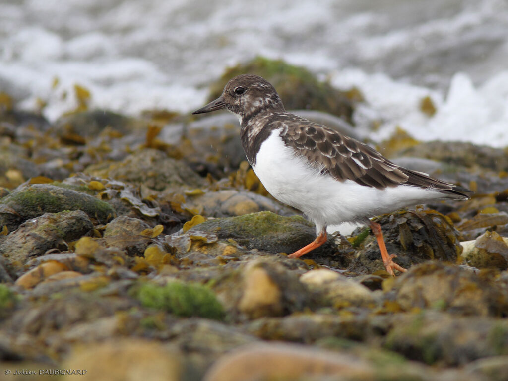 Tournepierre à collier, identification