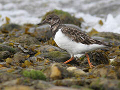 Ruddy Turnstone