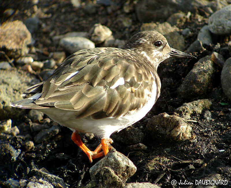 Ruddy Turnstone