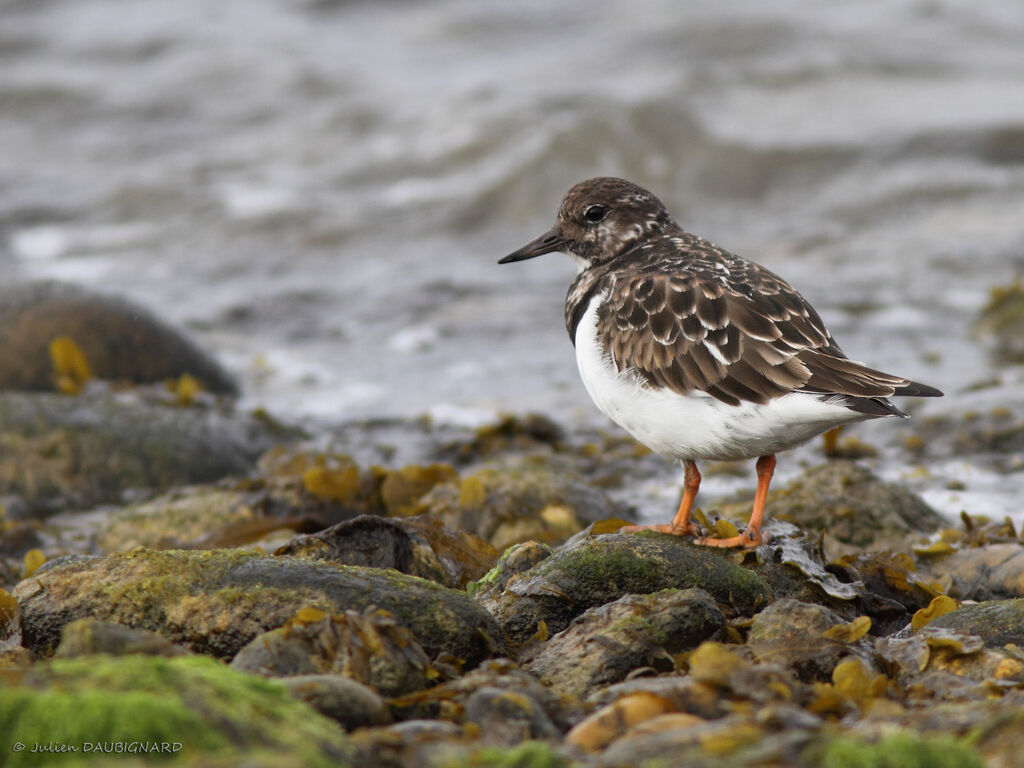 Tournepierre à collier, identification