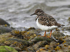 Ruddy Turnstone