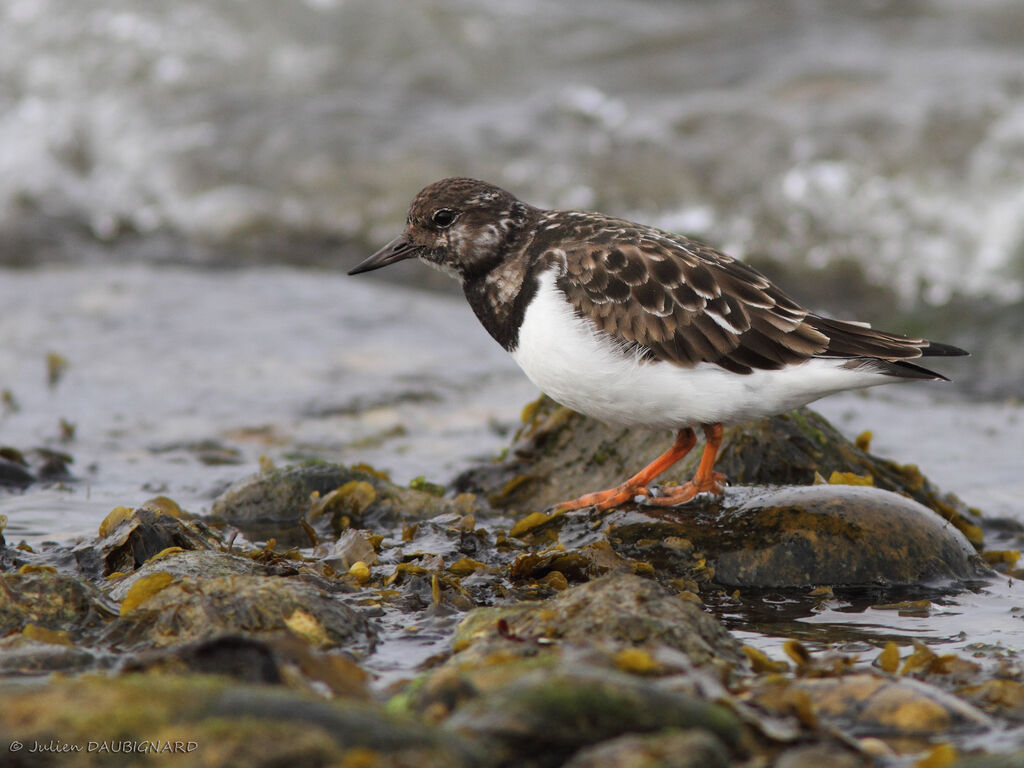 Ruddy Turnstone, identification