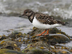 Ruddy Turnstone