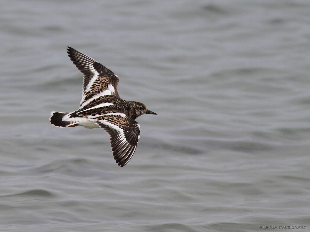 Ruddy Turnstoneadult post breeding, Flight