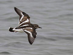 Ruddy Turnstone