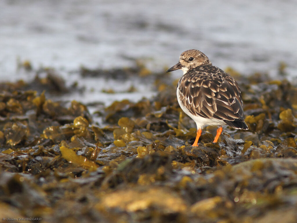 Tournepierre à collier, identification