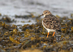 Ruddy Turnstone