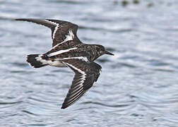 Ruddy Turnstone