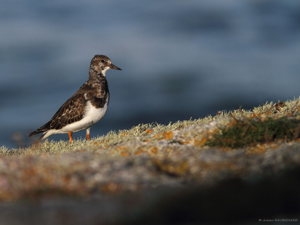 Tournepierre à collier, identification