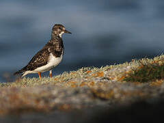 Ruddy Turnstone