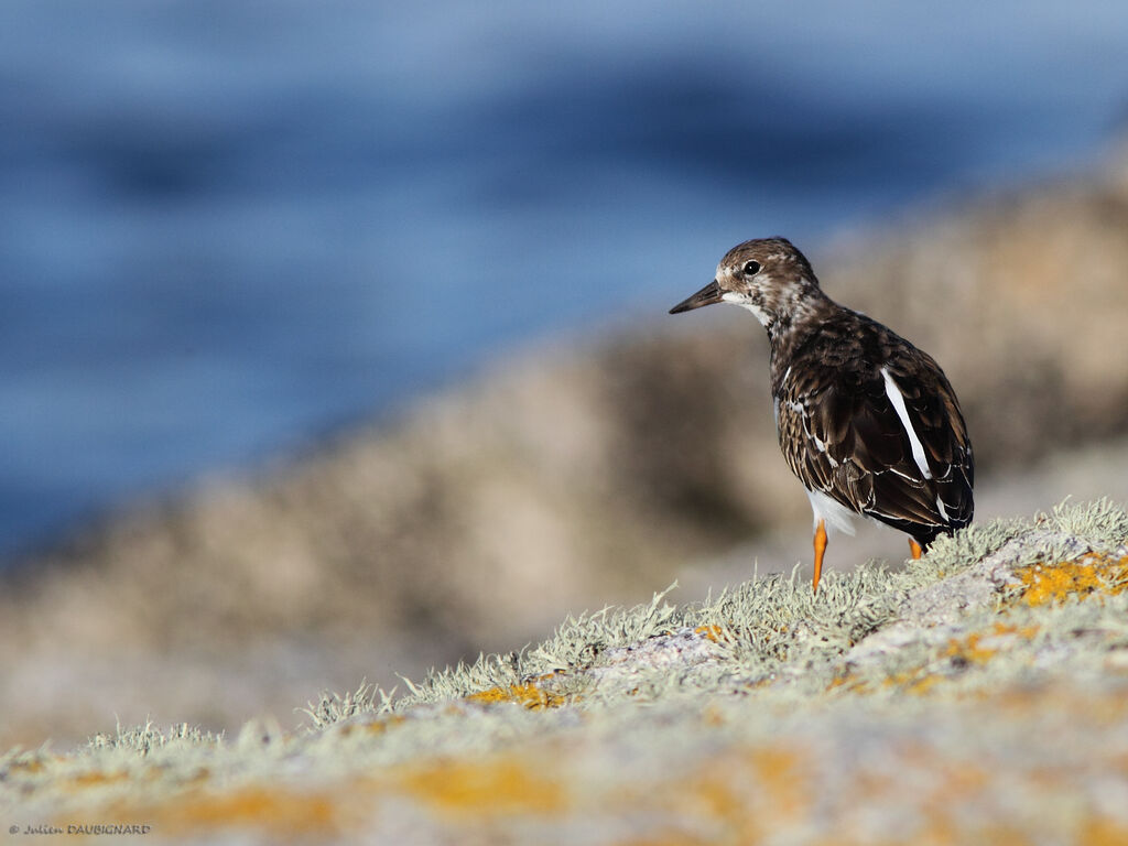 Tournepierre à collier, identification