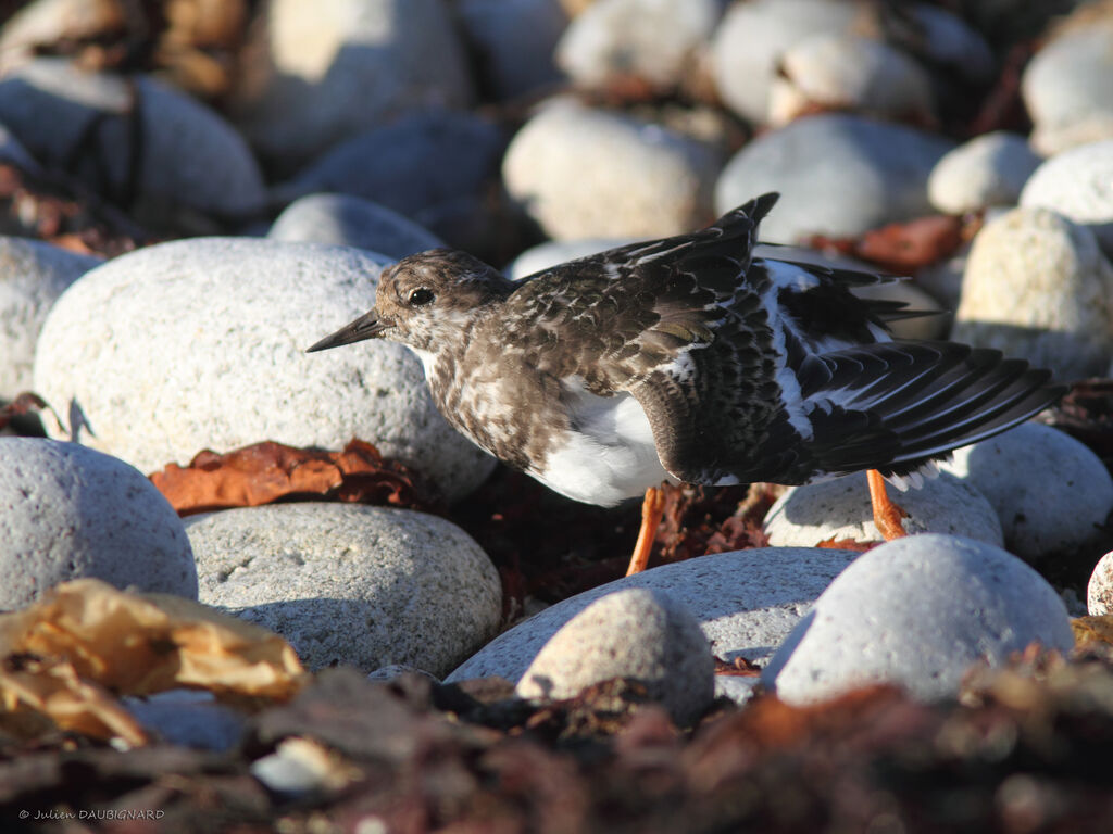 Tournepierre à collier, identification