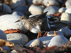 Ruddy Turnstone