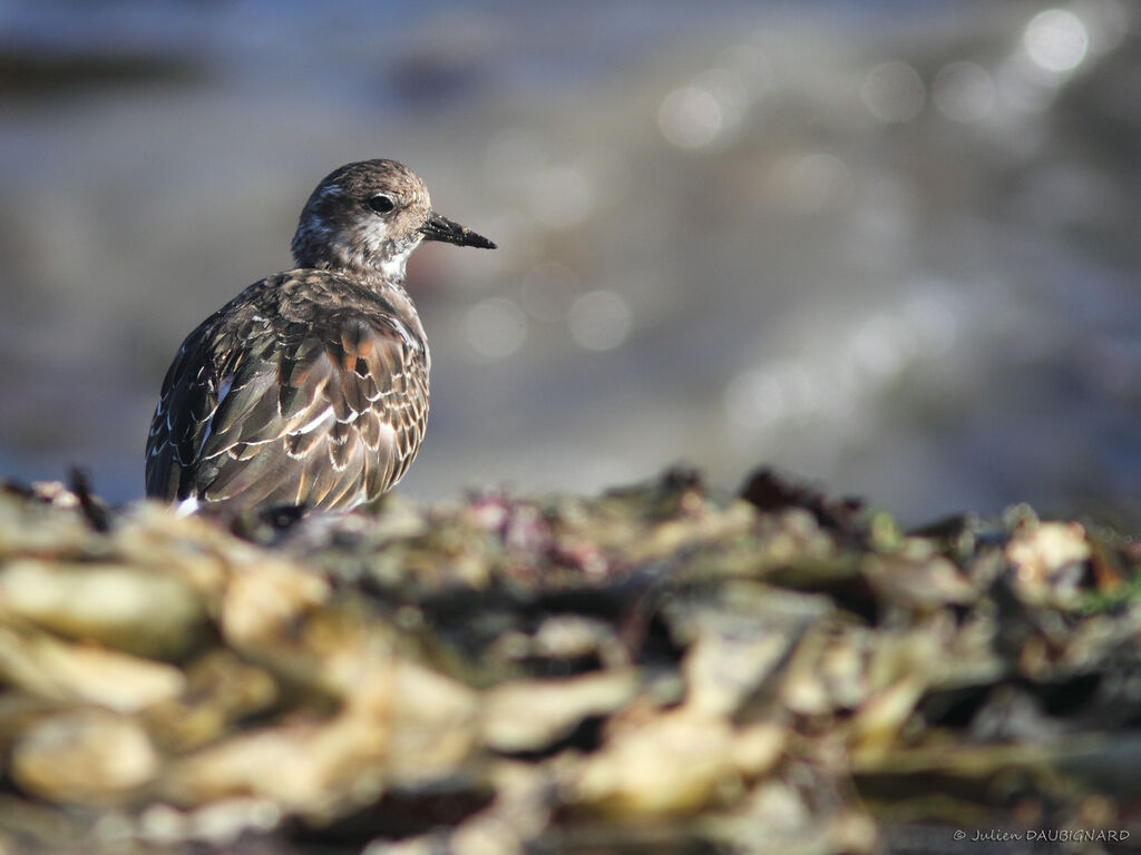 Tournepierre à collier, identification