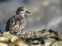 Ruddy Turnstone