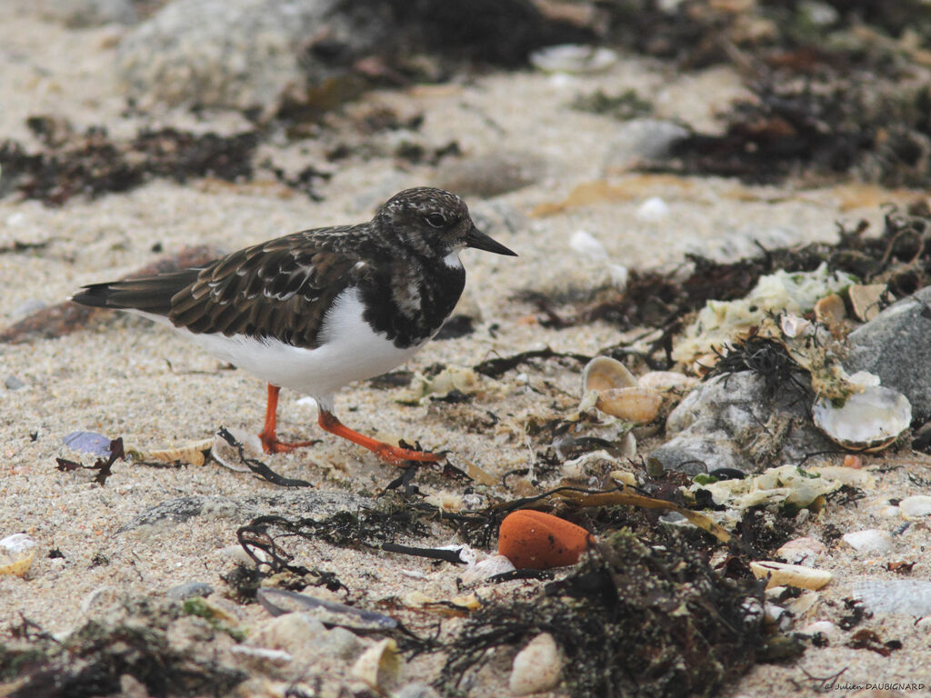 Tournepierre à collier, identification