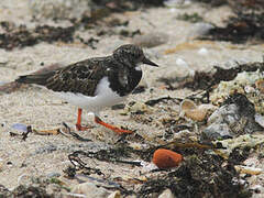 Ruddy Turnstone