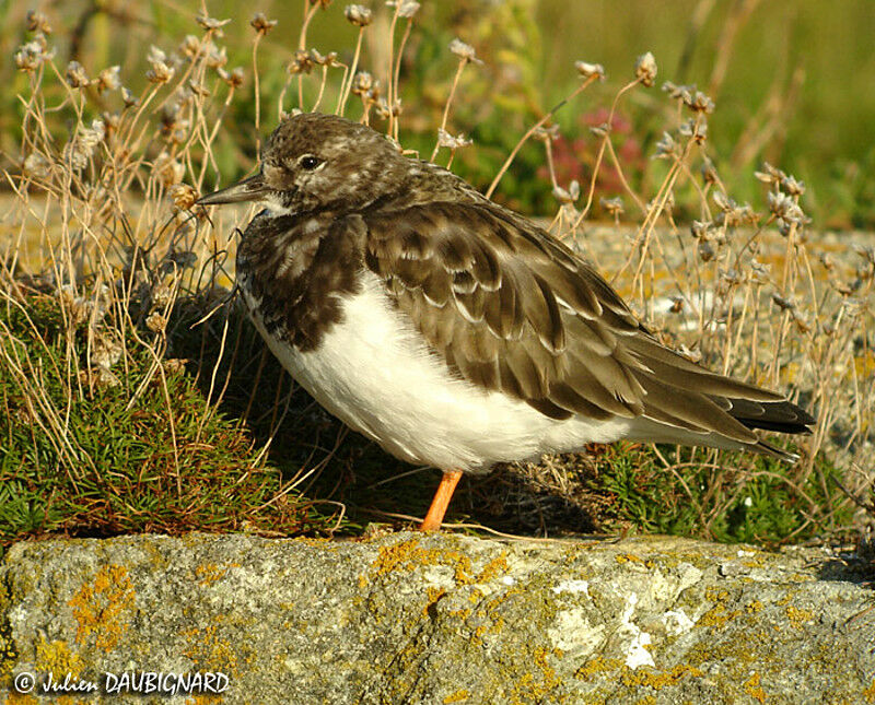 Ruddy Turnstone