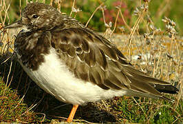 Ruddy Turnstone