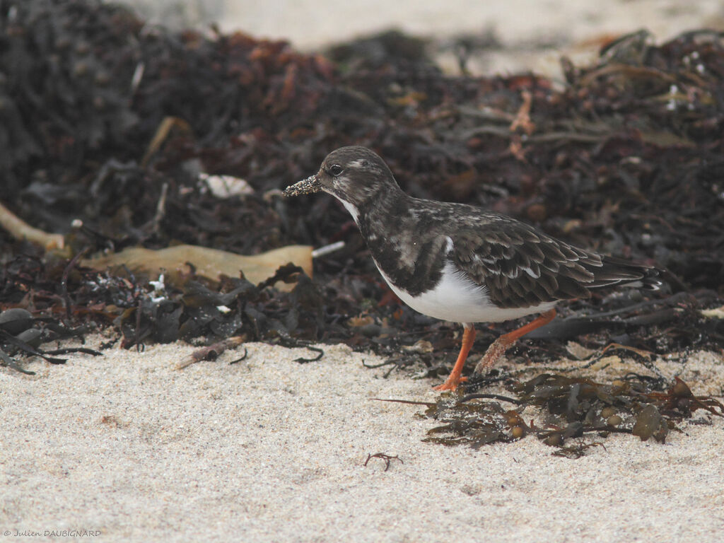 Tournepierre à collier, identification