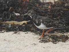 Ruddy Turnstone