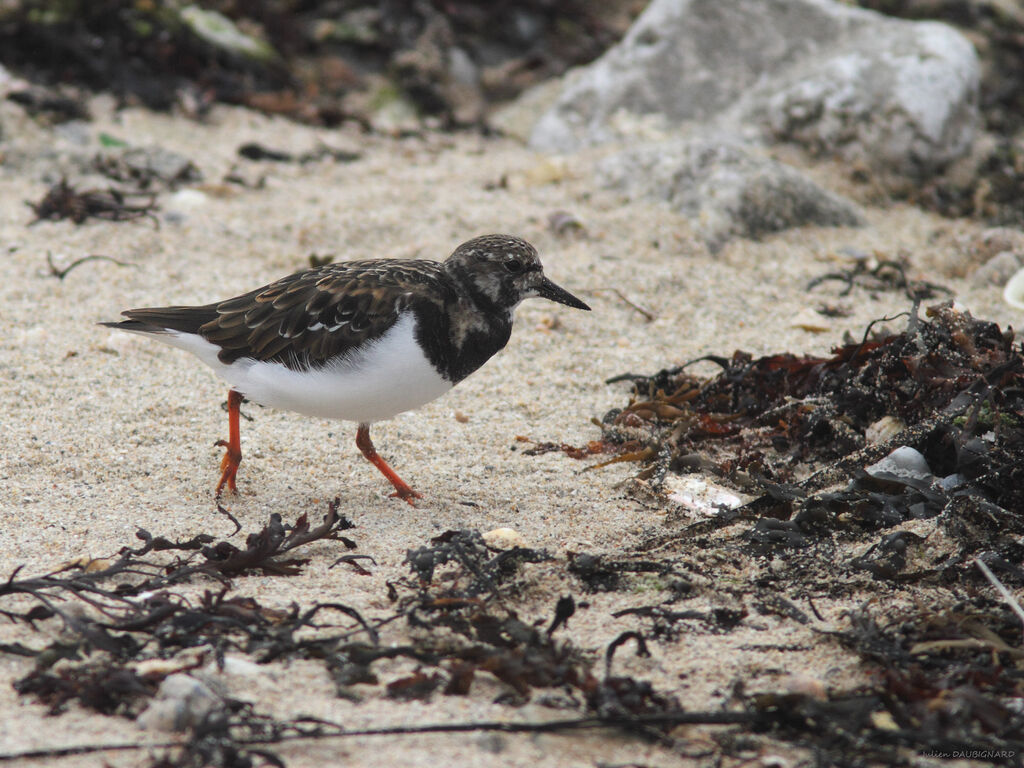 Tournepierre à collier, identification