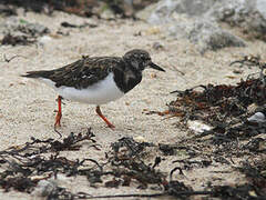 Ruddy Turnstone