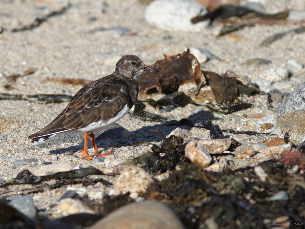 Tournepierre à collier, identification