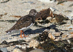 Ruddy Turnstone