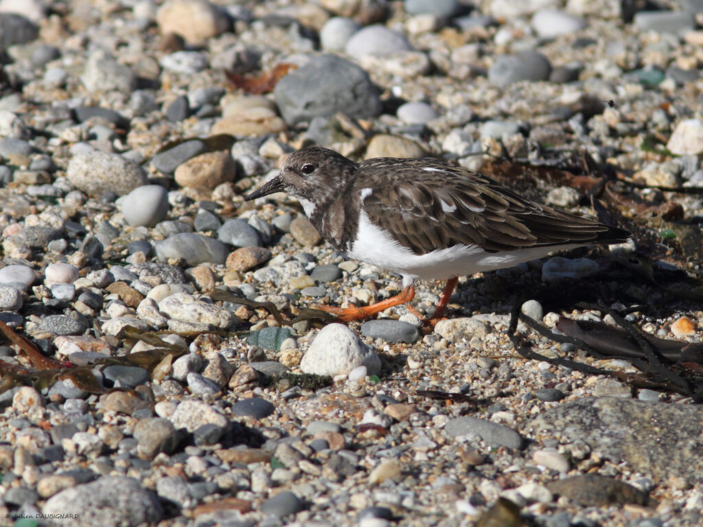 Tournepierre à collier, identification