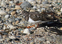 Ruddy Turnstone