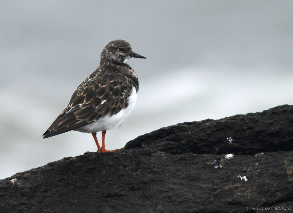 Tournepierre à collier, identification