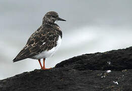 Ruddy Turnstone