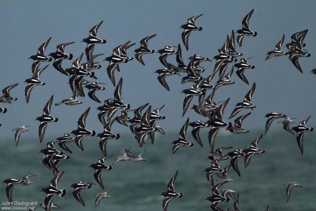 Ruddy Turnstone, Flight, Behaviour