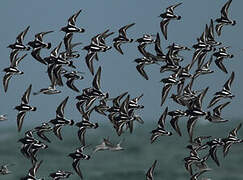 Ruddy Turnstone