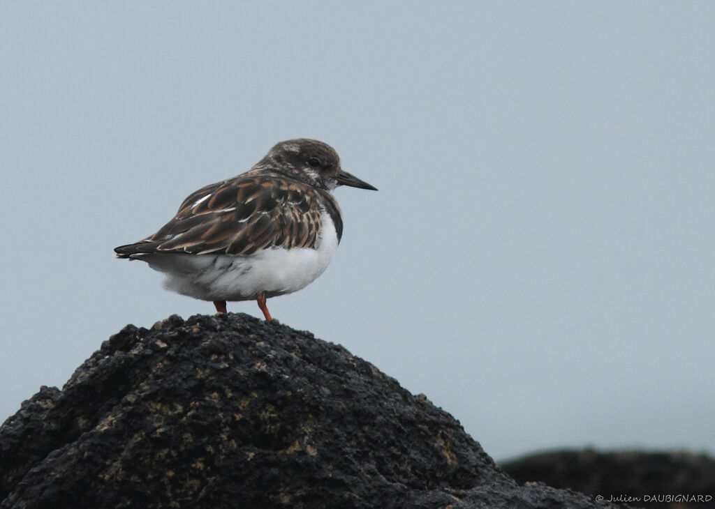 Tournepierre à collier, identification