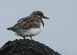 Ruddy Turnstone