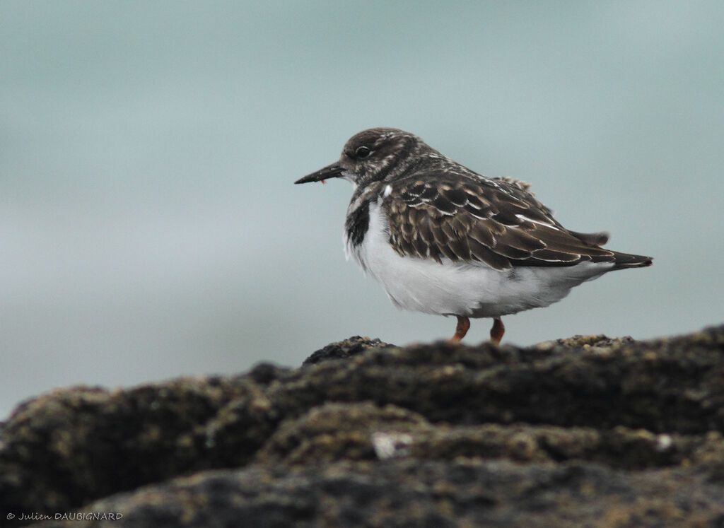 Tournepierre à collier, identification