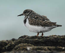 Ruddy Turnstone