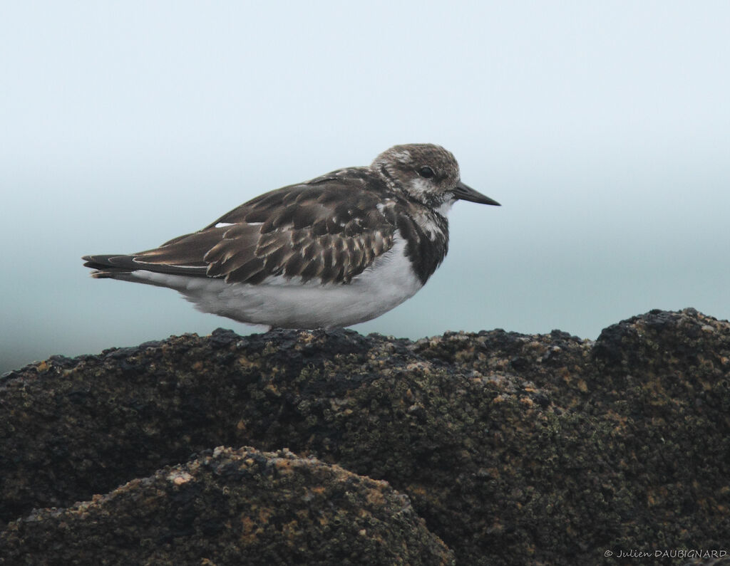 Tournepierre à collier, identification