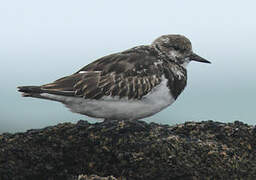 Ruddy Turnstone