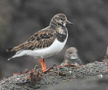 Ruddy Turnstone