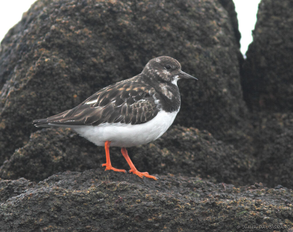 Tournepierre à collier, identification