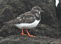 Ruddy Turnstone