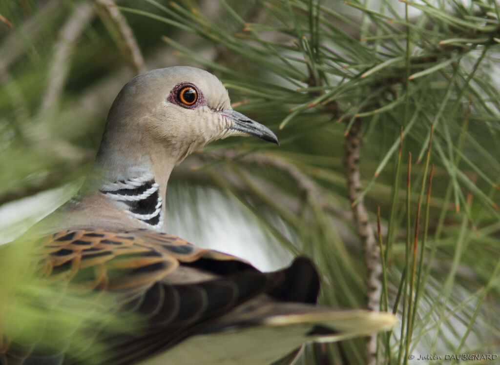 Tourterelle des bois, identification