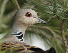 European Turtle Dove