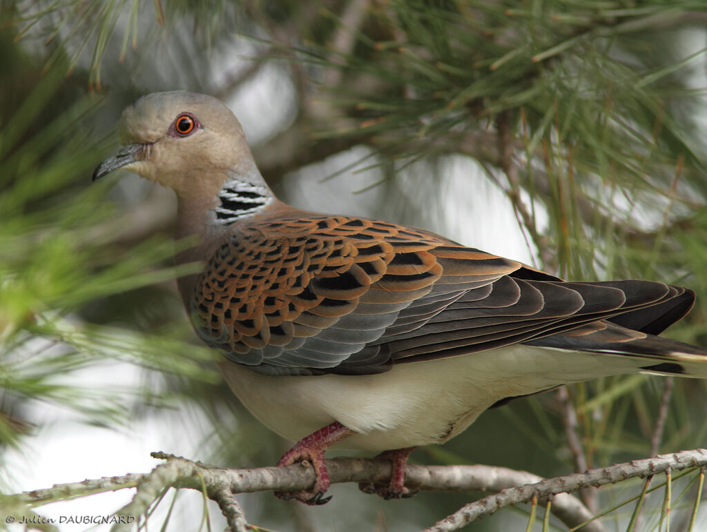 Tourterelle des bois, identification