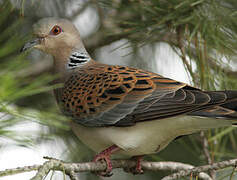 European Turtle Dove